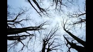 Happy Halloween Trees