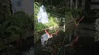 Funchal Maderia Monte Palace Tropical Garden Flamingos #christmas #madeira #flamingo  #shorts