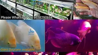 Giant Gourami | Please whatsapp 9778297694 | Jo AQUA Farm Kottayam