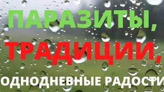 Польша. Паразиты. Традиции. Однодневная радость!