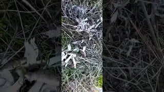 Симферополь грибы мышата