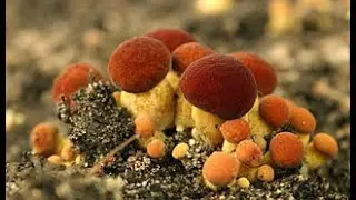 Antibiotics - Intermediate