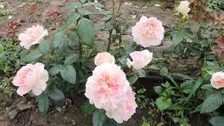 EDROSES/Троянда 🌹  Рефле де Накр ( Reflets de Nacre) , Francois Dorieux II, Франція 2007.Грандіфлора