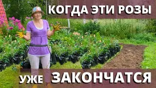 ПОСАДКА РОЗ ЛЕТОМ! Дождались мои весенние саженцы новых квартир  7 августа 2024 г.