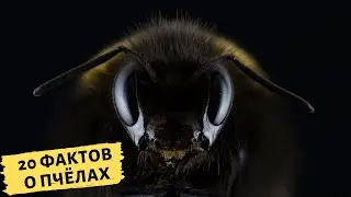 20 INTERESTING FACTS ABOUT BEES