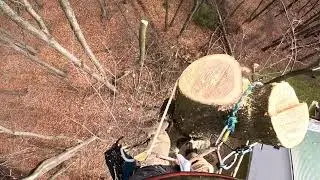 oak tree rigging @dericknye