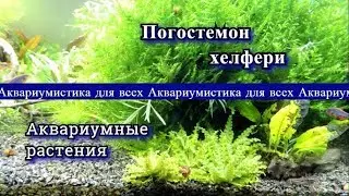 Погостемон Хелфери. Pogostemon helferi