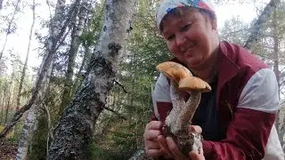 В разгар осенней грибной волны