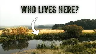 Wildlife at the riverbank