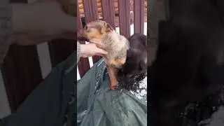 Отдам котенка в добрые руки. Отдам шенка даром