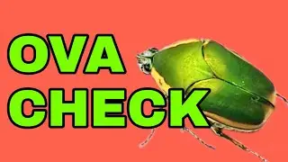 Cotinis nitida Ova Check + Phanaeus vindex
