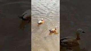Водоплавающая птица Огарь.  Красная утка.