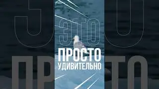 Почему у птиц не мерзнут лапы зимой? Как птицы могут стоять на льду и не замерзать на морозе?