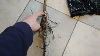 саженцы хурмы от Лидии Чернецкой.