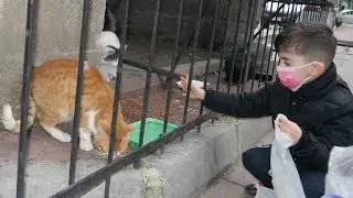 Sokak Kedilerine Mama Dağıttık 8000 Aboneye Özel Video