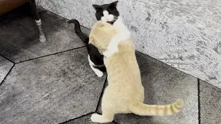 Cats Fooling Around