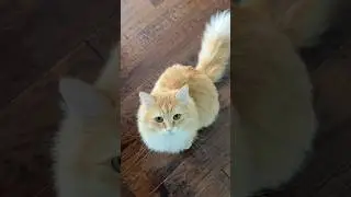 Cutest meows 🥹 #cat #kitty #catlover #cutecat #kitten #cutepet #cute #love #funny