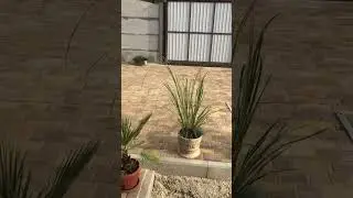 Укладка плитки во дворе завершена! Теперь уборка, вывоз и озеленение) #garden #сад #дача