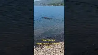 Большой бум из шампанского напугал уток #шампанское #утки