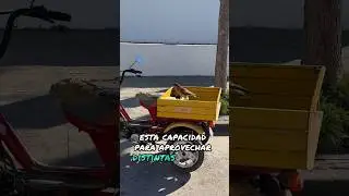Chimango (Milvago chimango)🦅