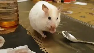Хомяк сам у себя ворует еду