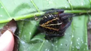 Spectacular Adult Female Araneus