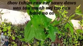 Nkauj hmoob Sốp Cộp hmoob (Viet Nam)