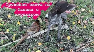 Pheasant Hunting in Krasnodar Krai. 