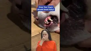 Does Your Dog’s Breath Smell Fishy? Try This! 