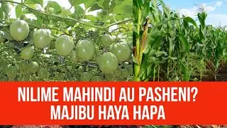#kilimobiashara
