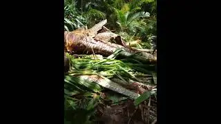 video anak anak remaja, Kampung Bakyor, distrik fayit. 🙏❤🙏