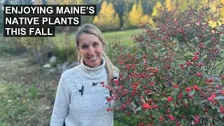 Fall Fun in Maine: Native Plants 🤩🍁