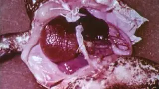 Frog Anatomy (1960)