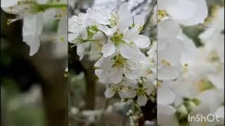 Tea, Peach and Cherry Farm ♤ mia more 🍀