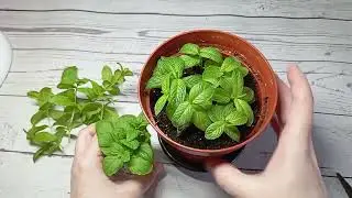 🌿 Mint grows on the windowsill all year round! 🌿 Growing mint from cuttings at home