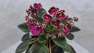 Первоцветики-новинки моей фиалочной коллекции❤️