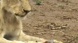Leona juega con su comida / Lioness plays with her food