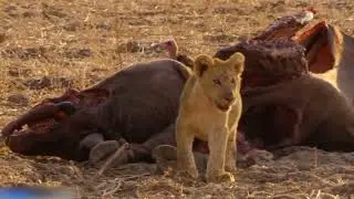 Caçadores da África - Irmãos de Armas