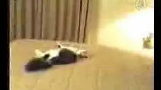 قطة دش بالطوفه الغرفة