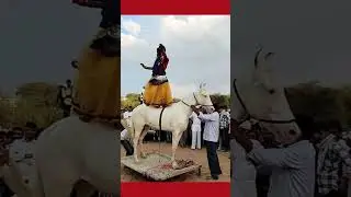 ghoda।।ghodi।।ghode wala dance।।ghode ka dance dikhao।।ghode।।horse।।horse dance।।animal dance