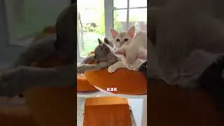 Вечно голодные 😁 #бурма #cat #бурманскиекотята #kitten #catlover #cute #купитькотенка #cutecat #кот