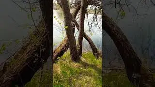 ВЕСЕЛЫЙ ЛЕС 