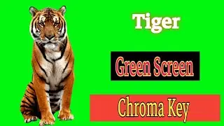 Tiger green screen video, Tiger green screen efect, Walking Tiger green screen video,