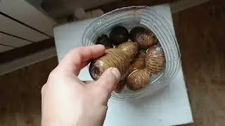 Как открыть шишки Гималайского, Ливанского и Атласского кедра