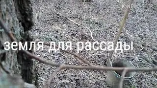 Где взять грунт для рассады.