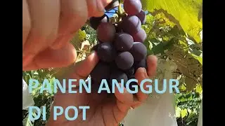 PANEN ANGGUR DI POT