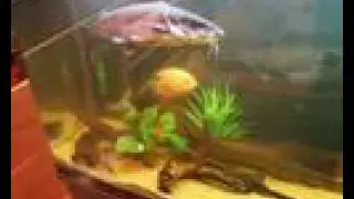Joey's Aquarium