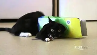 Cat in tissue box FUNNY!