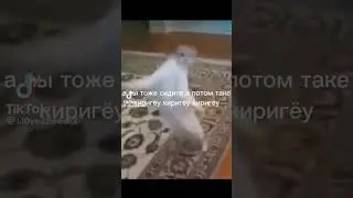 мем из тиктока | 