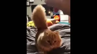 Ряженький пушистик #shorts #пушитюстик #топ#милаха#подпишисьнаменя#красота
